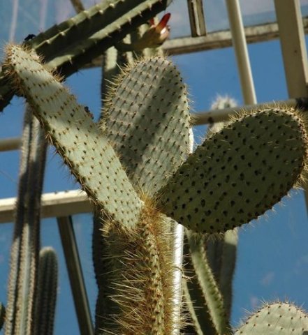 Opuntia_galapageia